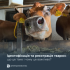 Ідентифікація та реєстрація тварин: що це таке і чому це важливо?